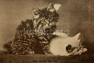 100 Kč GEN Pohlednice KOČKY FOTO, GEN145373