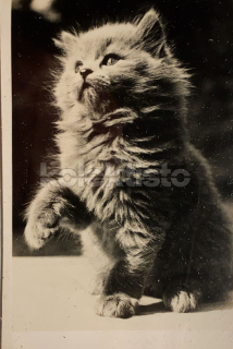 100 Kč GEN Pohlednice KOČKY FOTO, GEN145374