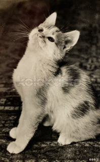 100 Kč GEN Pohlednice KOČKY FOTO, GEN145375