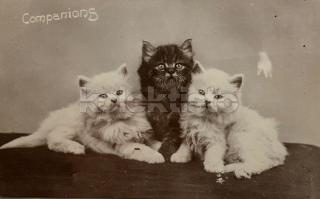 100 Kč GEN Pohlednice KOČKY FOTO, GEN145376