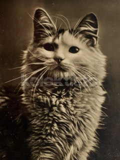 100 Kč GEN Pohlednice KOČKY FOTO, GEN145377