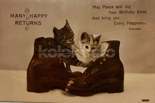 100 Kč GEN Pohlednice KOČKY FOTO, GEN145378