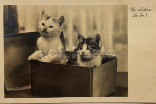 100 Kč GEN Pohlednice KOČKY FOTO, GEN145379