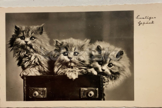 100 Kč GEN Pohlednice KOČKY FOTO, GEN145380