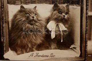 100 Kč GEN Pohlednice KOČKY FOTO, GEN145382
