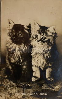 100 Kč GEN Pohlednice KOČKY FOTO, GEN145383