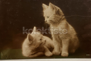 100 Kč GEN Pohlednice KOČKY FOTO, GEN145384