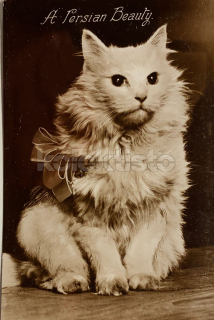 100 Kč GEN Pohlednice KOČKY FOTO, GEN145385