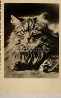100 Kč GEN Pohlednice KOČKY FOTO, GEN145386