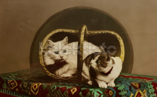 100 Kč GEN Pohlednice KOČKY FOTO, GEN145387
