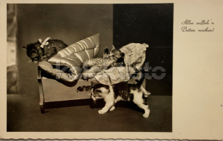 100 Kč GEN Pohlednice KOČKY FOTO, GEN145388