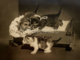 100 Kč GEN Pohlednice KOČKY FOTO, GEN145389