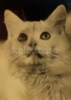 100 Kč GEN Pohlednice KOČKY FOTO, GEN145390