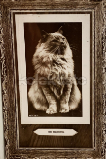 100 Kč GEN Pohlednice KOČKY FOTO, GEN145392