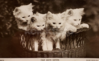 100 Kč GEN Pohlednice KOČKY FOTO, GEN145393