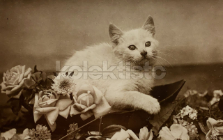 100 Kč GEN Pohlednice KOČKY FOTO, GEN145394