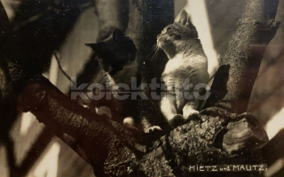 150 Kč GEN Pohlednice KOČKY FOTO, GEN145398