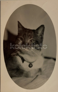 150 Kč GEN Pohlednice KOČKY FOTO, GEN145399