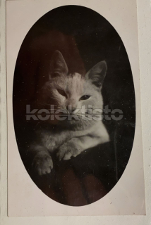 150 Kč GEN Pohlednice KOČKY FOTO, GEN145400