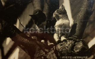 150 Kč GEN Pohlednice KOČKY FOTO, GEN145401