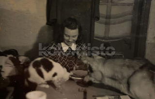 150 Kč GEN Pohlednice KOČKY FOTO, GEN145402