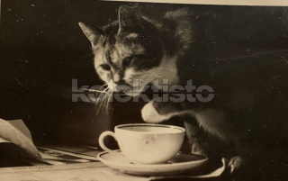 150 Kč GEN Pohlednice KOČKY FOTO, GEN145403