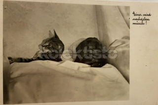 150 Kč GEN Pohlednice KOČKY FOTO, GEN145404