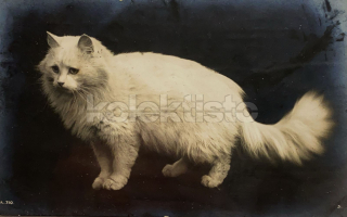 150 Kč GEN Pohlednice KOČKY FOTO, GEN145405