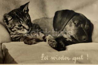 150 Kč GEN Pohlednice KOČKY FOTO, GEN145407