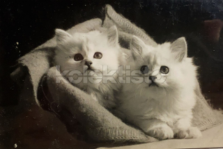 150 Kč GEN Pohlednice KOČKY FOTO, GEN145408