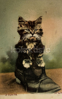 150 Kč GEN Pohlednice KOČKY FOTO, GEN145409