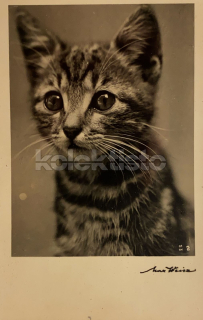 150 Kč GEN Pohlednice KOČKY FOTO, GEN145413