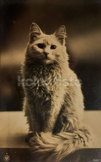 150 Kč GEN Pohlednice KOČKY FOTO, GEN145414