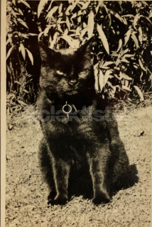 150 Kč GEN Pohlednice KOČKY FOTO, GEN145416