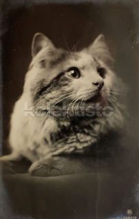 150 Kč GEN Pohlednice KOČKY FOTO, GEN145417