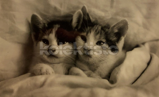 150 Kč GEN Pohlednice KOČKY FOTO, GEN145418