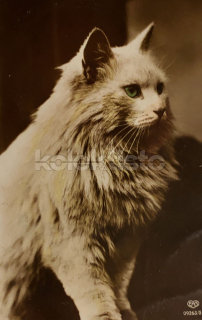 150 Kč GEN Pohlednice KOČKY FOTO, GEN145419