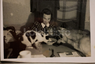 200 Kč GEN Pohlednice KOČKY FOTO, GEN145420