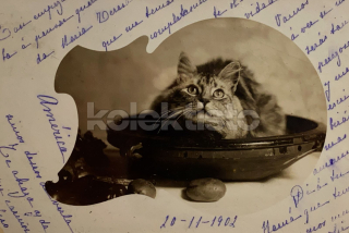 200 Kč GEN Pohlednice KOČKY FOTO, GEN145421