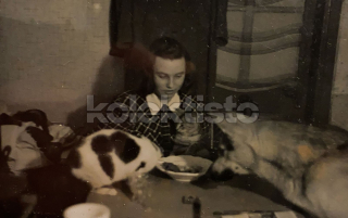 200 Kč GEN Pohlednice KOČKY FOTO, GEN145422