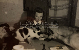 200 Kč GEN Pohlednice KOČKY FOTO, GEN145423