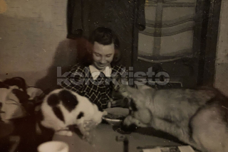 200 Kč GEN Pohlednice KOČKY FOTO, GEN145424