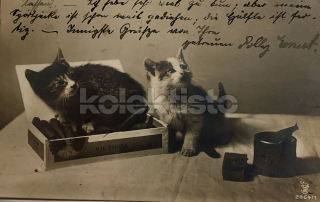 200 Kč GEN Pohlednice KOČKY FOTO, GEN145426