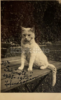 200 Kč GEN Pohlednice KOČKY FOTO, GEN145427