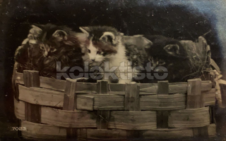200 Kč GEN Pohlednice KOČKY FOTO, GEN145428