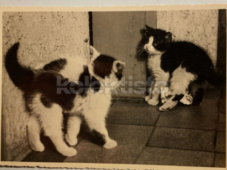 200 Kč GEN Pohlednice KOČKY FOTO, GEN145431