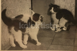 200 Kč GEN Pohlednice KOČKY FOTO, GEN145432