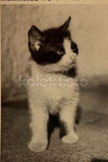 200 Kč GEN Pohlednice KOČKY FOTO, GEN145433