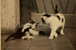 200 Kč GEN Pohlednice KOČKY FOTO, GEN145434