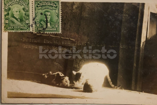 250 Kč GEN Pohlednice KOČKY FOTO, GEN145438